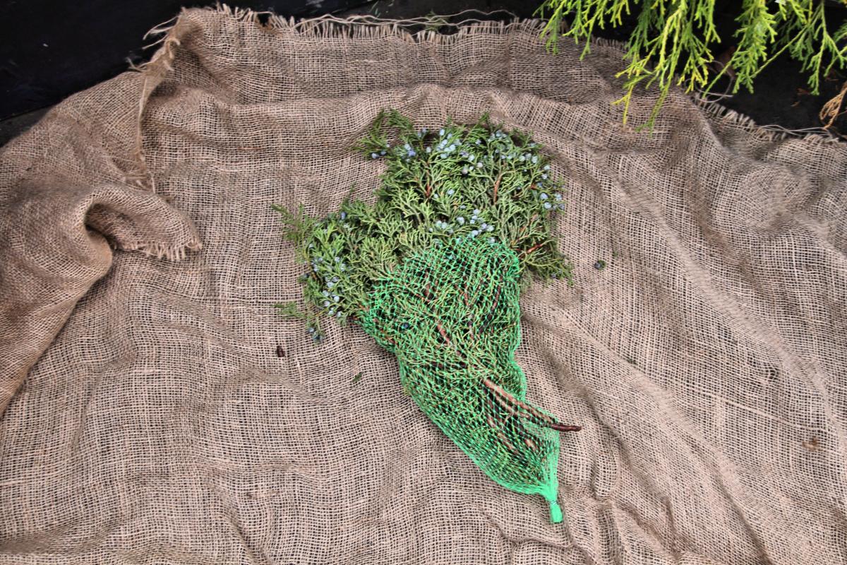 Fresh Cut Evergreens Fresh Greenery Christmas Plants & Flowers