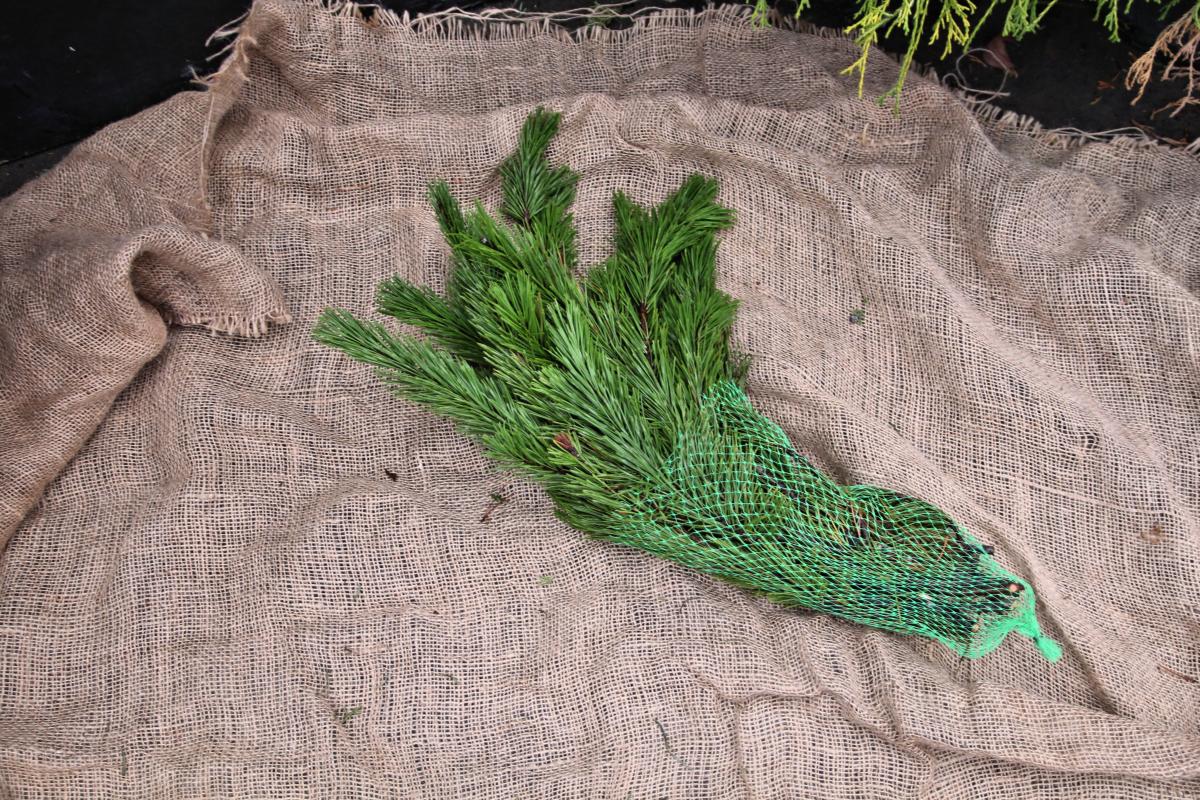 Fresh Cut Evergreens Fresh Greenery Christmas Plants & Flowers