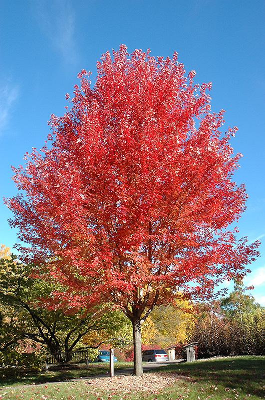 Maple, Freeman 'Autumn Blaze' Shade Trees Trees Plants & Flowers