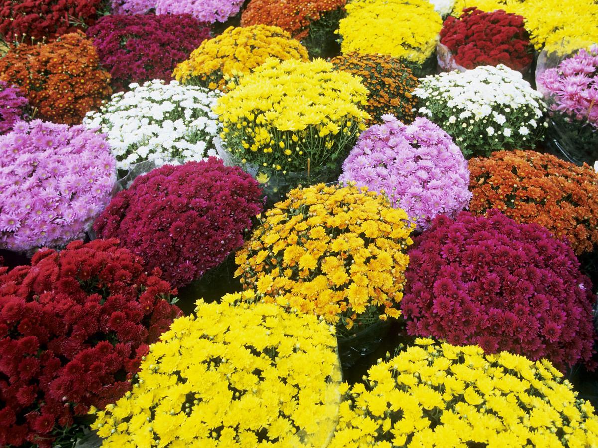 mums-fall-decor-plants-flowers-niemeyer-s-landscape-supply