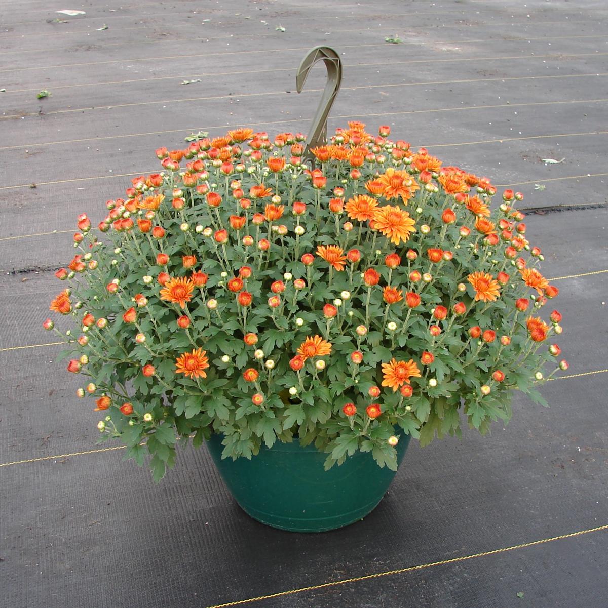 Mums Fall Decor Plants & Flowers Niemeyer's Landscape Supply