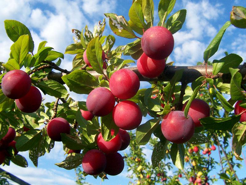 Plum 'Santa Rosa' Fruit Trees Trees Plants & Flowers Niemeyer's Landscape Supply