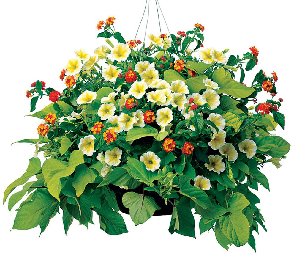 Sun Hanging Baskets Hanging Baskets Annuals Plants & Flowers