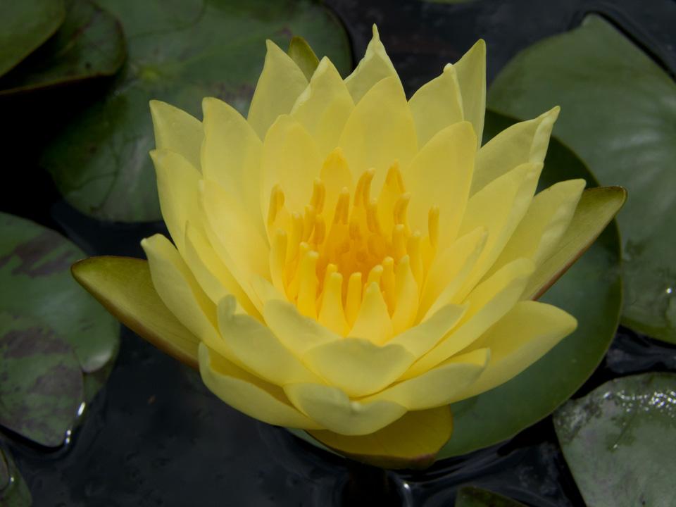 Water Lily Water Plants Aquatic Plants Plants & Flowers