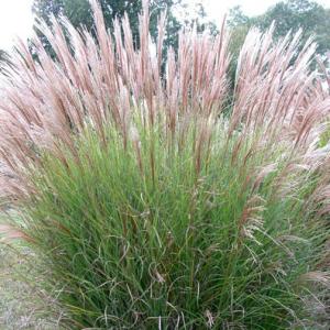 grass maiden miscanthus gracillimus grasses sinensis ornamental plants plant light tall feather morning flowers pots garden indiana nursery silver perennial