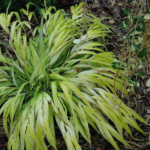 Japanese Forest Grass 'All Gold'