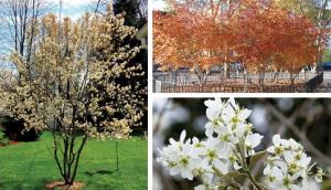 Serviceberry 'Autumn Brilliance' | Ornamental Trees | Trees | Plants