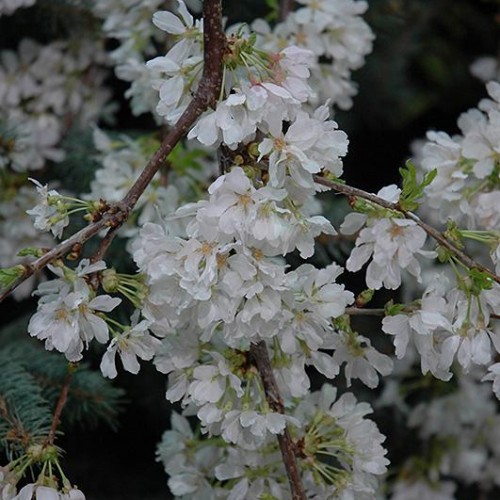 Cherry Weeping 'White Fountain'