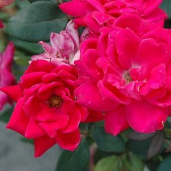 Rose \'Double Knockout\'