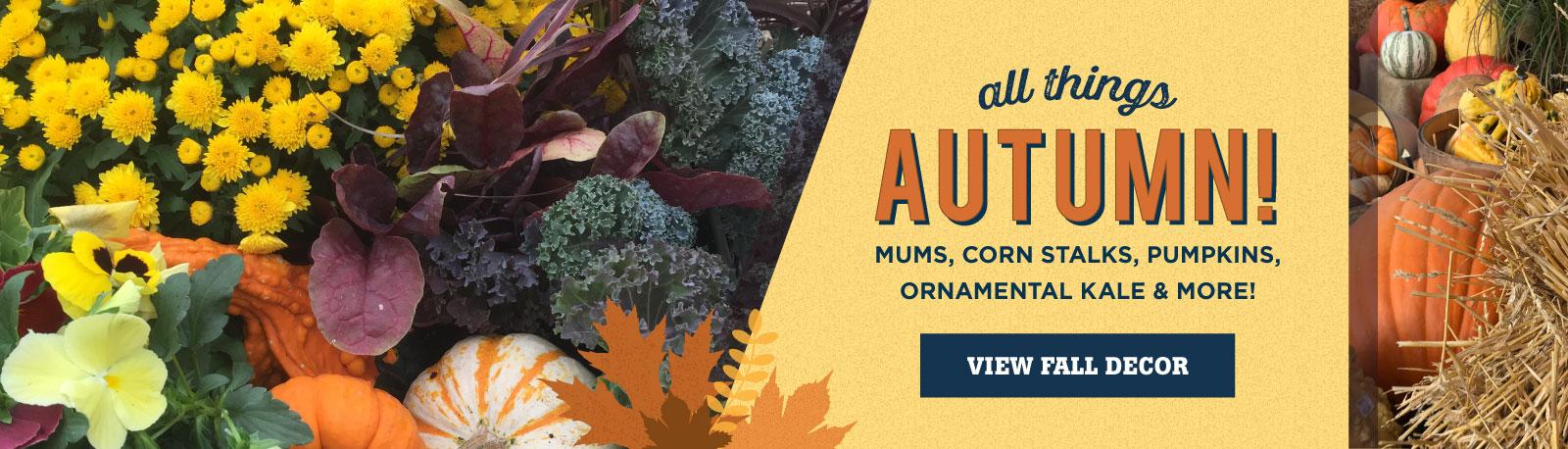 Everything Autumn