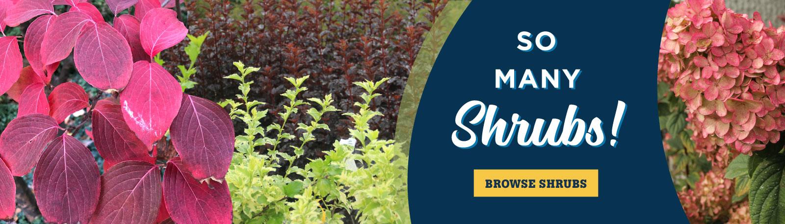Shrubs 2021