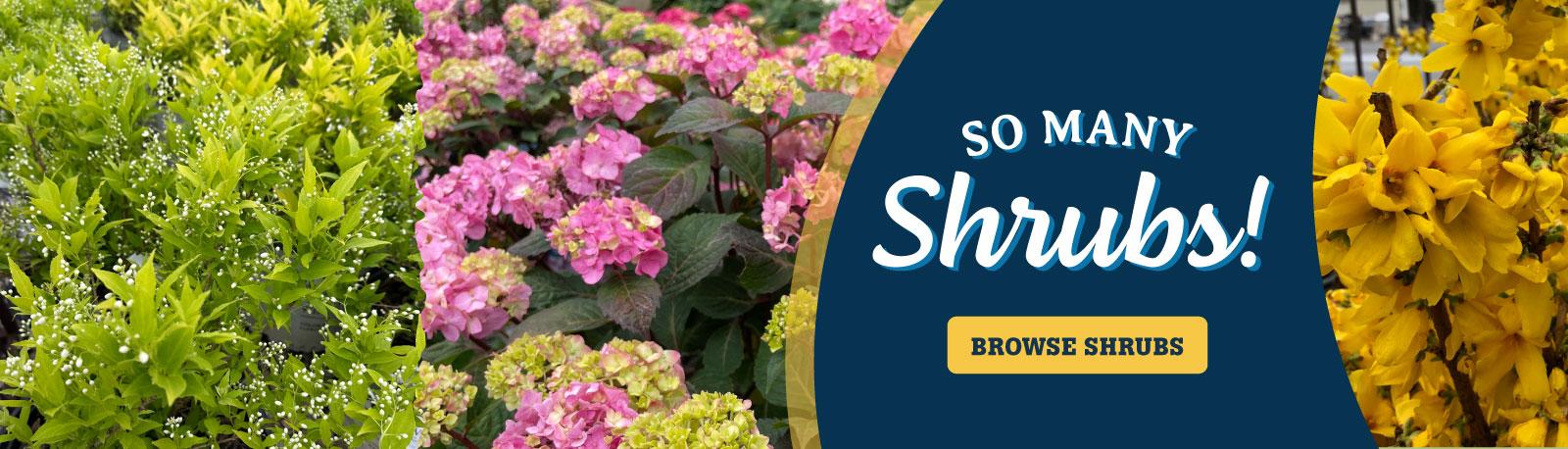 So Many Shrubs