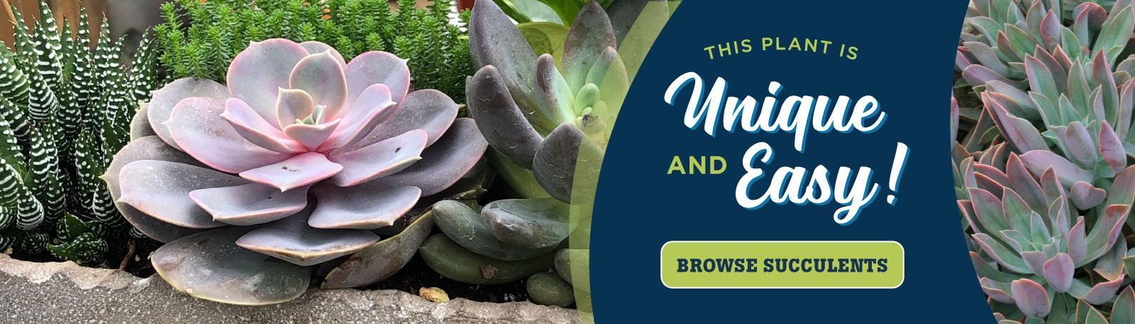 Succulents