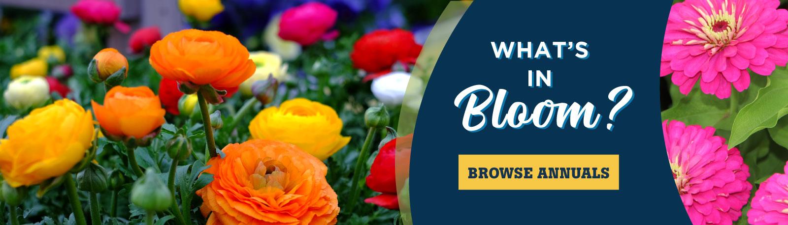 What's In Bloom