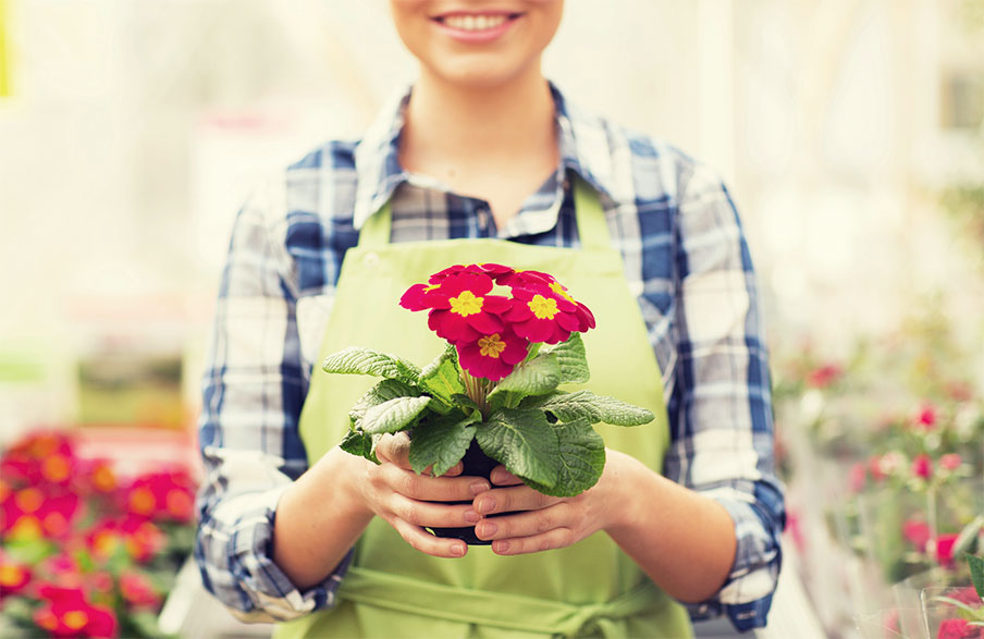 Plants and Flowers