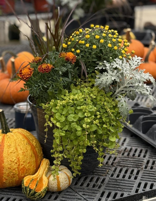 Fall Planter 2 2025