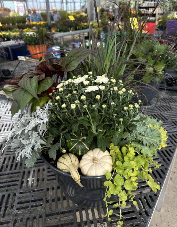 Fall Planter 2024