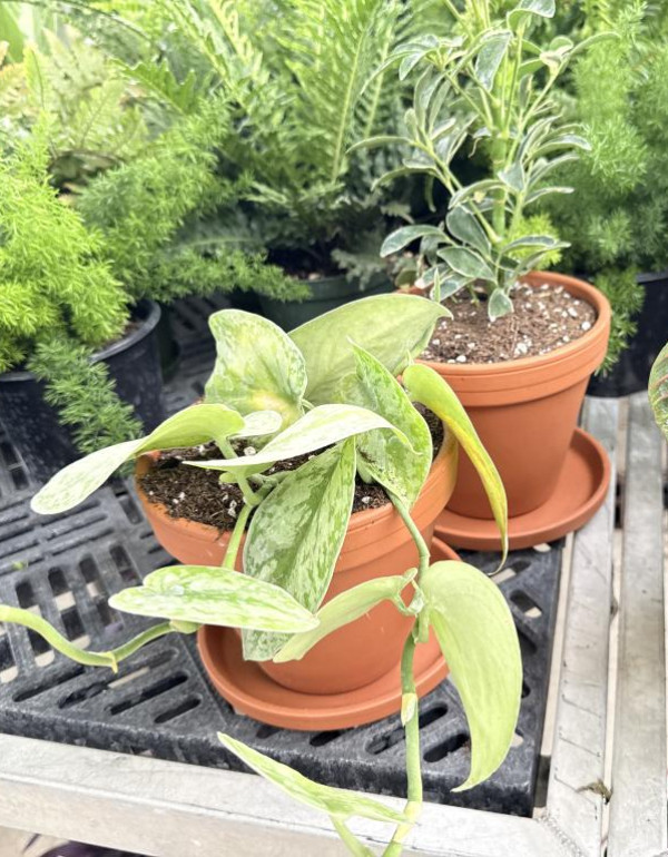 Houseplant 2 2026