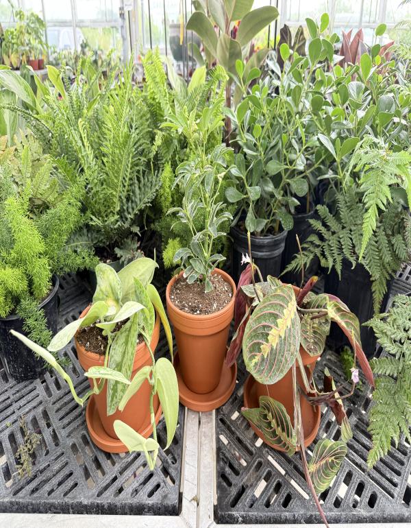 Houseplant 2026