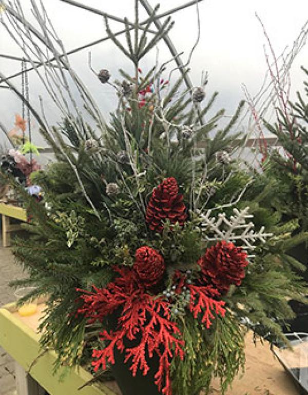 Pine tree with red pine cones