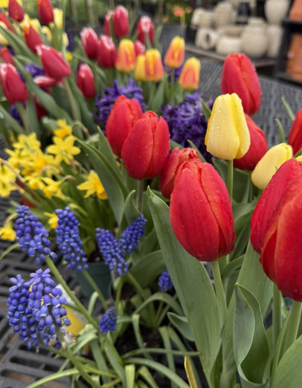 Succulent Planter Workshop