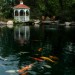 Water Feature