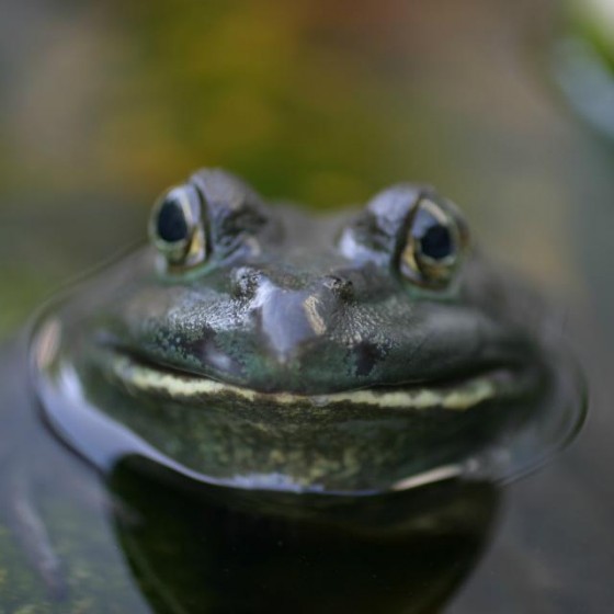 Water Garden & Ponds