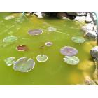 Pea Green Water