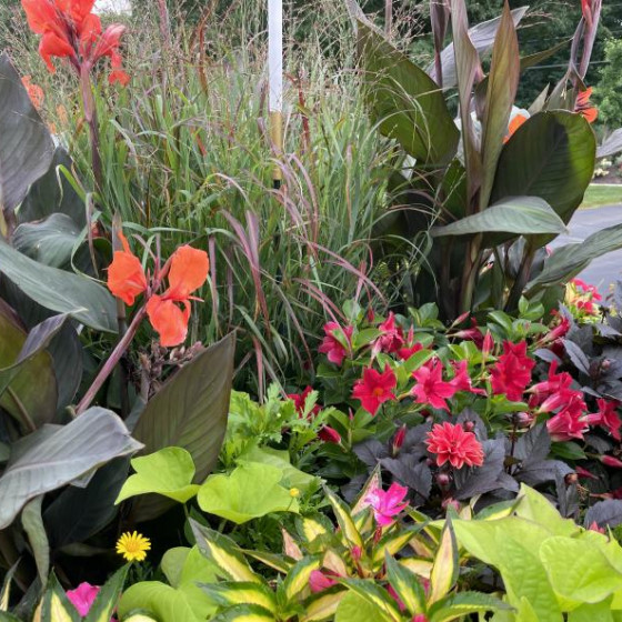 Annuals