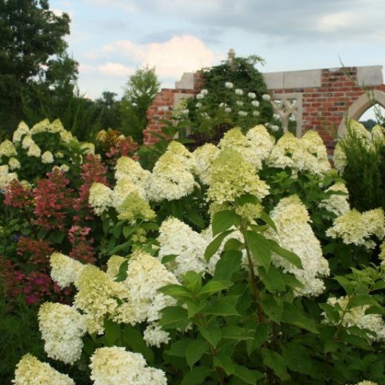 Deciduous Shrubs