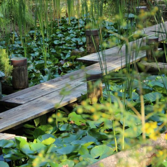 Water Plants