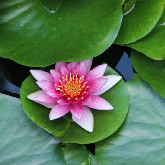 Aquatic Plants