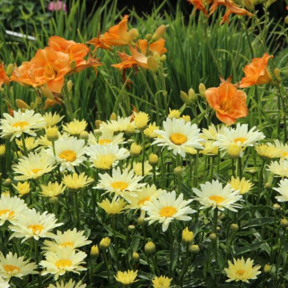 Sun Perennials