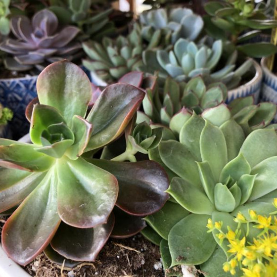 Succulents