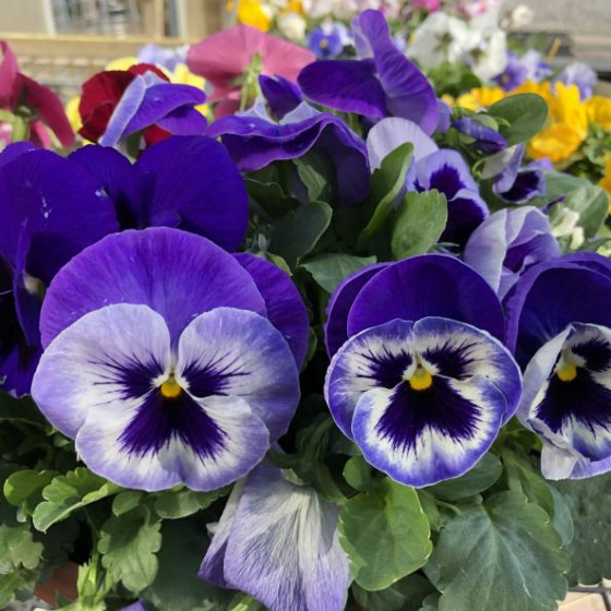Spring Annuals