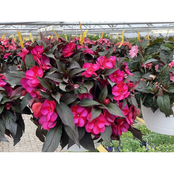 Hanging Baskets
