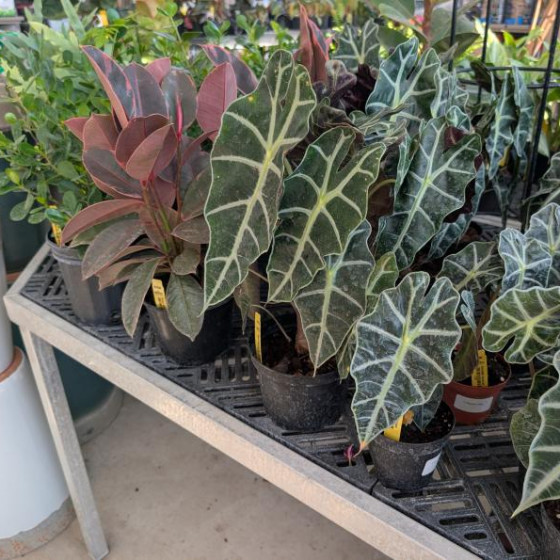 Houseplants