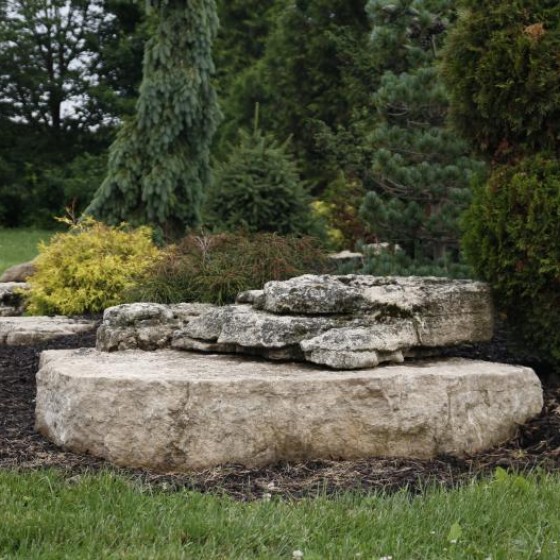 Evergreen Shrubs