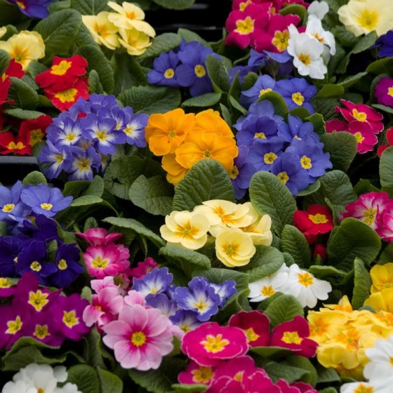 Annuals | Plants & Flowers | Niemeyer's Landscape Supply | Northwes...