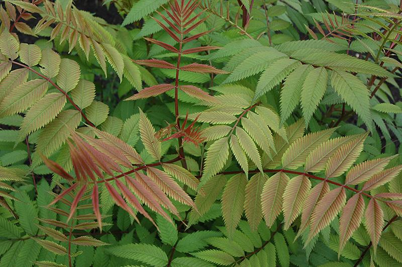 Ash Leaf Spirea 'Sem' Deciduous Shrubs Shrubs Plants & Flower...