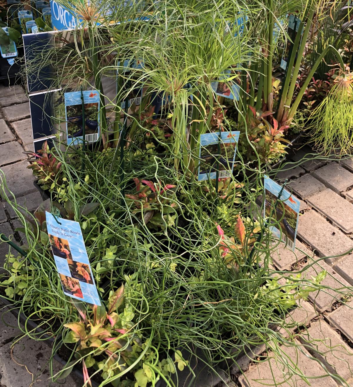 Assorted Water Plants Water Plants Aquatic Plants Plants & Fl...