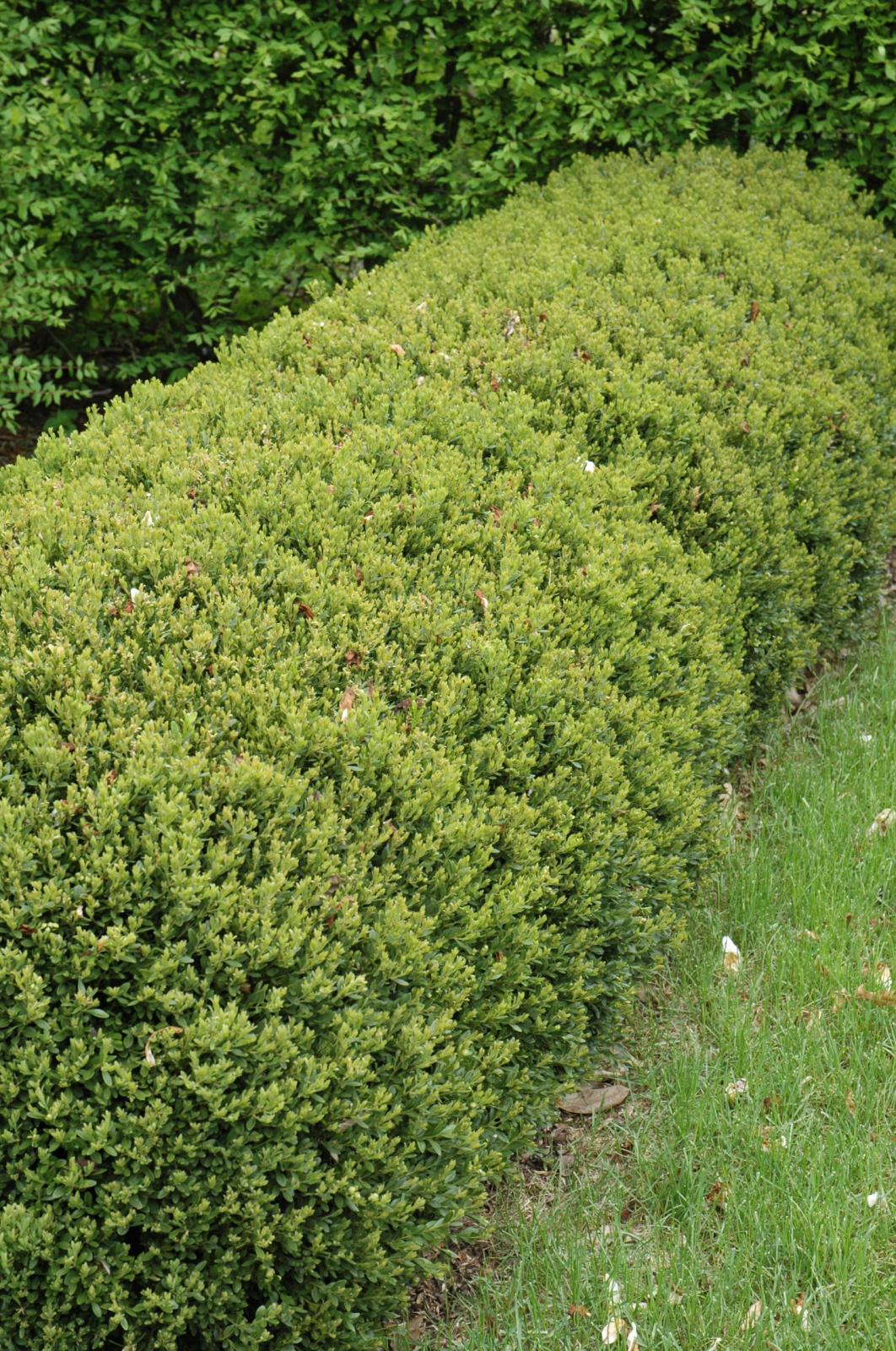 Boxwood 'Green Gem' Evergreen Shrubs Shrubs Plants & Flowers
