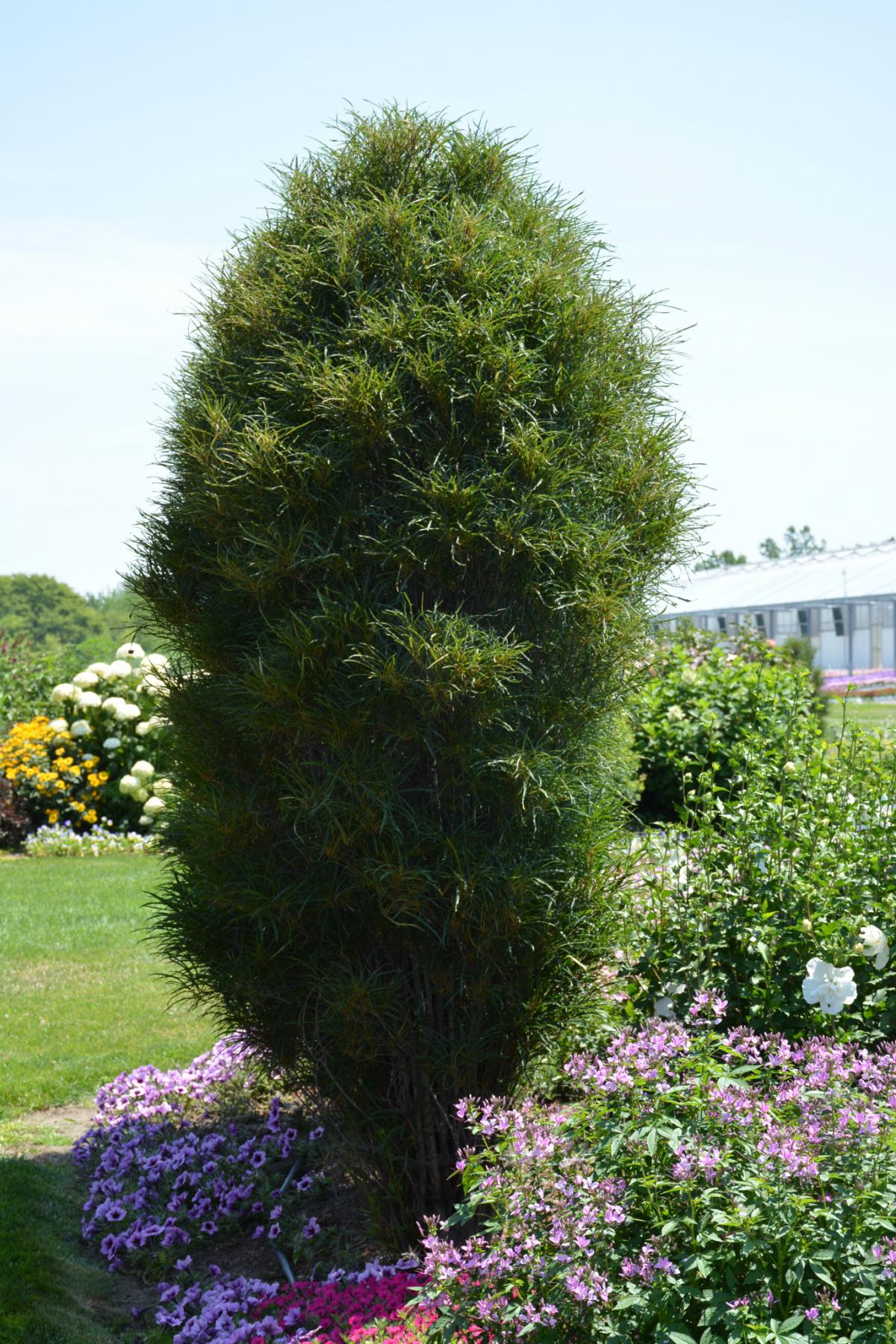 Buckthorn 'Fine Line' | Deciduous Shrubs | Shrubs | Plants & Flower...