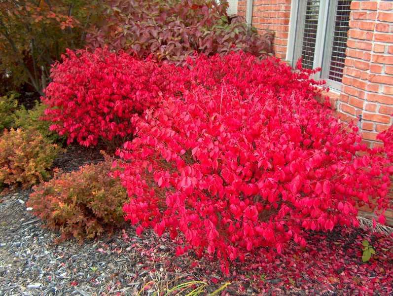 Burning Bush 'Rudy Haag' Deciduous Shrubs Shrubs Plants & Flowers