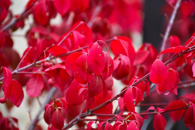 Burning Bush 'Rudy Haag' Deciduous Shrubs Shrubs Plants & Flo...