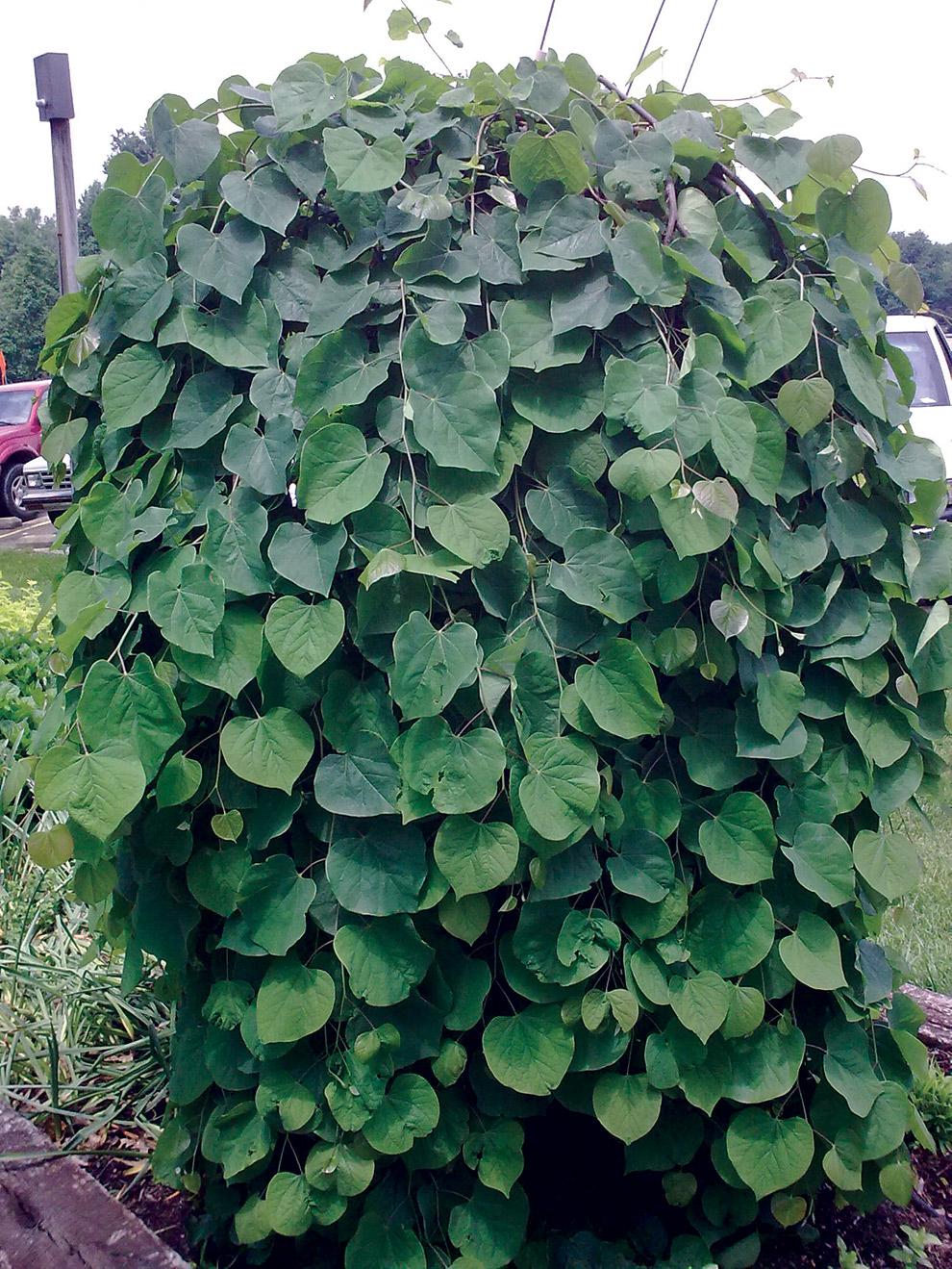 Redbud, Weeping 'Covey' | Ornamental Trees | Trees | Plants & Flowers | Niemeyer's Landscape ...