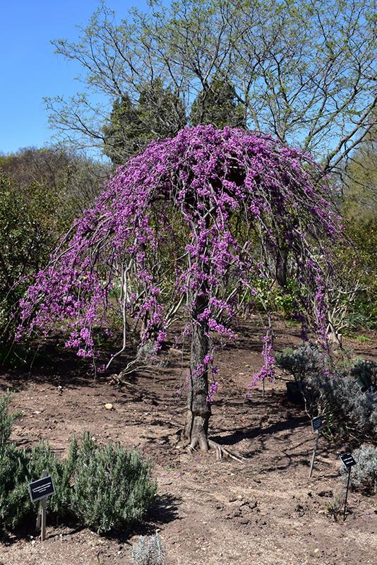 Redbud, Weeping 'Covey' Ornamental Trees Trees Plants & Fl...