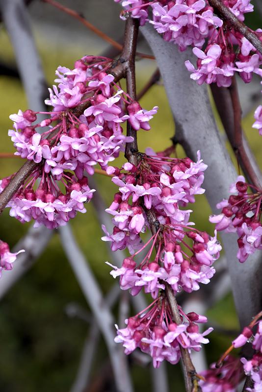 Redbud, Weeping 'Covey' | Ornamental Trees | Trees | Plants & Fl...