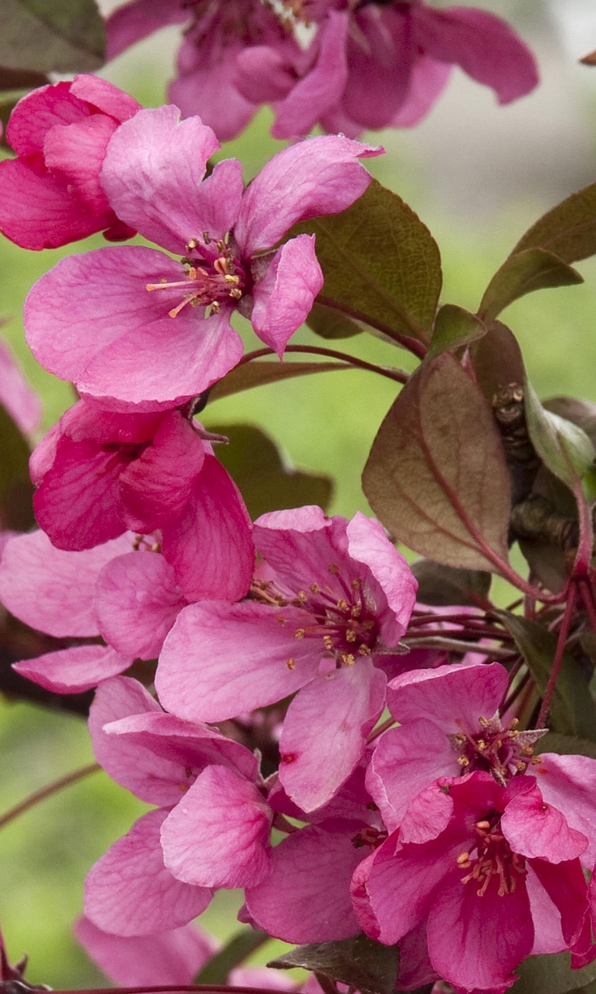 Royal Raindrops Crab Tree