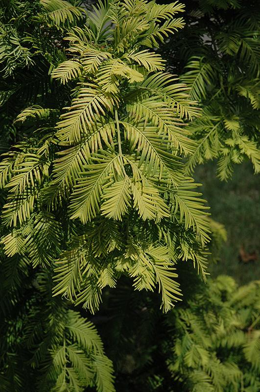 Dawn Redwood 'Gold Rush' | Shade Trees | Trees | Plants & Flowers